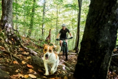 Liv Pique Advanced SL 1